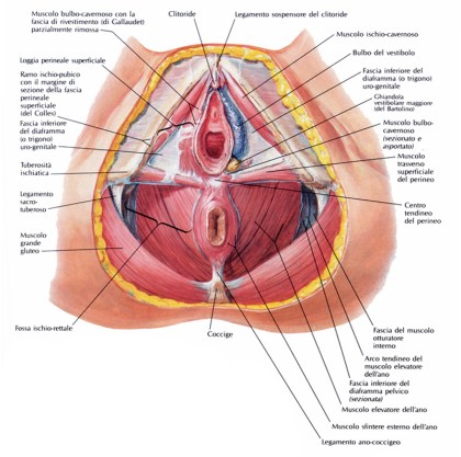 perineo_nella_femmina