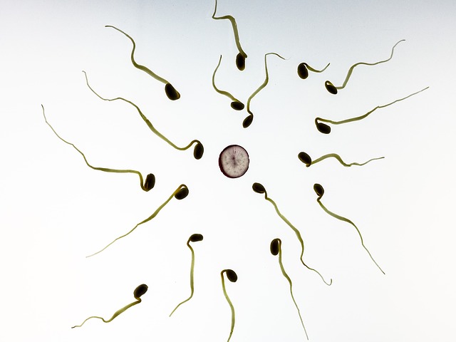sperm-956480_640-1