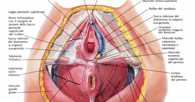 perineo_nella_femmina